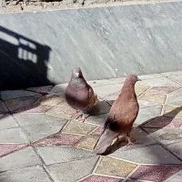 چهار عدد کبوتر اوچان فوری