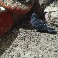 کبوتر فروشی|پرنده|زهک, |دیوار