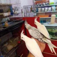 طوطی سانان معین.24متری امام حسین خ عباسی|پرنده|میاندوآب, |دیوار