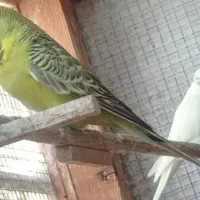 مرغ عشق انگلیسی نر بالغ چابهار|پرنده|چابهار, |دیوار