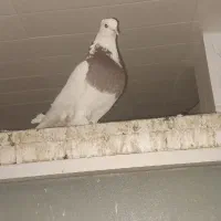 کفتر.|پرنده|شیراز, اصلاحنژاد|دیوار