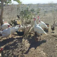 بوقلمون|حیوانات مزرعه|سبزوار, توحیدشهر|دیوار