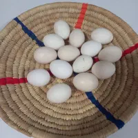 تخم مرغ نطفه دار