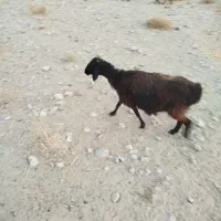 گوسفند ابست