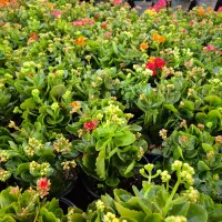 گل کالانکویه *گلخانه من*|گل و گیاه طبیعی|بیرجند, |دیوار