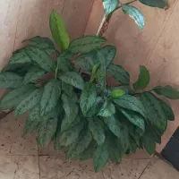 گل طبیعی و زیبا آگلونما