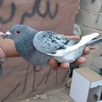 کبوتر نر 500هزار