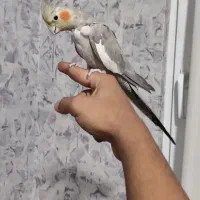 عروس هلندی ماده سالم و مست