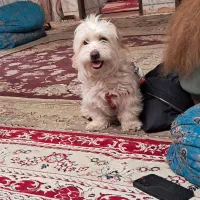 دیروز|حیوانات|درمیان, |دیوار