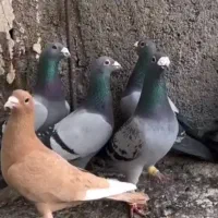 کبوتر آلمان