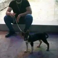 واگذاری سگ نر ژرمن سفید دندان