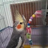 یک جفت عروس هلندی نر و ماده