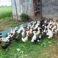 اردک|حیوانات مزرعه|رشت, حومه رشت|دیوار