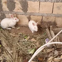 خرگوش احلی|موش و خرگوش|بندر امام خمینی, |دیوار