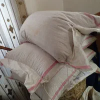 گندم آنا برنا بذر.... روانسر بذری|گل و گیاه طبیعی|روانسر, |دیوار