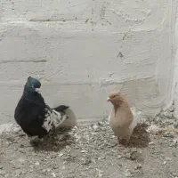 یک جفت قزوینی نر و ماده|پرنده|کبودرآهنگ, |دیوار