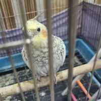 عروس آهویی نر|پرنده|گلستان (تهران), |دیوار