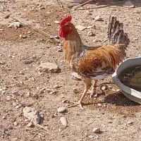 خروس|حیوانات مزرعه|گتوند, |دیوار