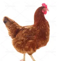 مرغ تخمگذار محلی