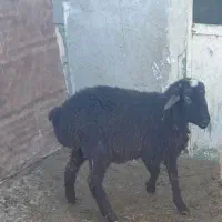 ۱عدد بر ماده قیمت۱۴میلیون