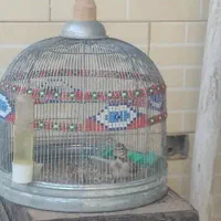 طغرا پرنده قناری عروس هلندی|پرنده|کرمان, |دیوار