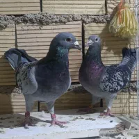 کبوترپلاکی مسافتی