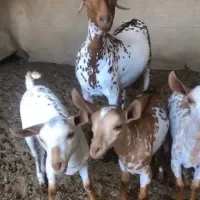 بزصلاله ۳قلوزا