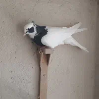 کبوتر زرقان|پرنده|شیراز, رکنآباد|دیوار