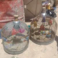 فقس سهره خاکی