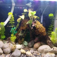 اکواریوم معاوضه هم داره|ماهی|یاسوج, |دیوار