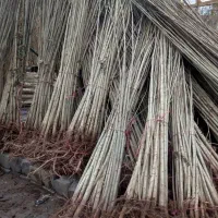 عرضه نــهال بــادام،گــردو،زرد آلو والــو|خدمات باغبانی و درختکاری|کامیاران, |دیوار