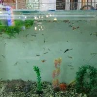 ماهی گوپی|ماهی|فردیس, فردیس|دیوار