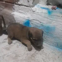 واگذاری تو سگ|سگ|داراب, |دیوار