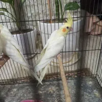 عروس هلندی دستی