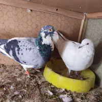 پلاکی زاجر مسافتی ،باهم جفتی800|پرنده|حمیدیا, |دیوار