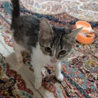 واگذاری بچه گربه|گربه|سبزوار, توحیدشهر|دیوار