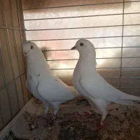 کفترپرشی|پرنده|یزد, |دیوار