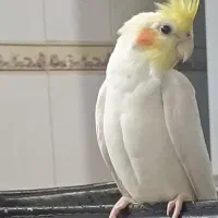 گمشده