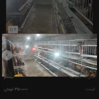 مرغ تخمگذار محلی|حیوانات مزرعه|گلمکان, |دیوار