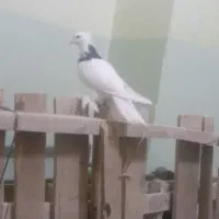 باسلام طوقی شش لق انداخته چهارتا دیگه داره|پرنده|زرند, |دیوار