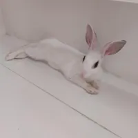 خرگوش