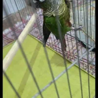 طوطی گرینچیک