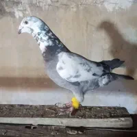 بزک سبز پلاکی