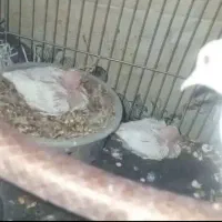 کبوتر خانگی|پرنده|میرجاوه, |دیوار