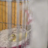 قناری ماده اماده ببره جفت بزن