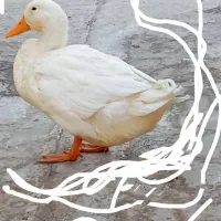 اردک مهربون و خوشگل