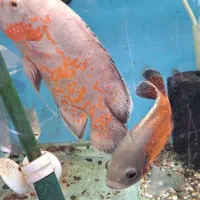 ماهی اسکار ردسورم دالر فوکوس شکاری|ماهی|فلاورجان, |دیوار