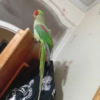 شاه طوطی اهلی|پرنده|خوی, |دیوار