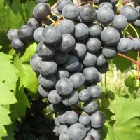 فروش انواع نهال میوه شناسنامه‌دار