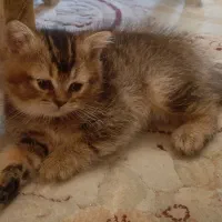 گربه اسکاتیش بریتیش|گربه|کرج, عظیمیه|دیوار